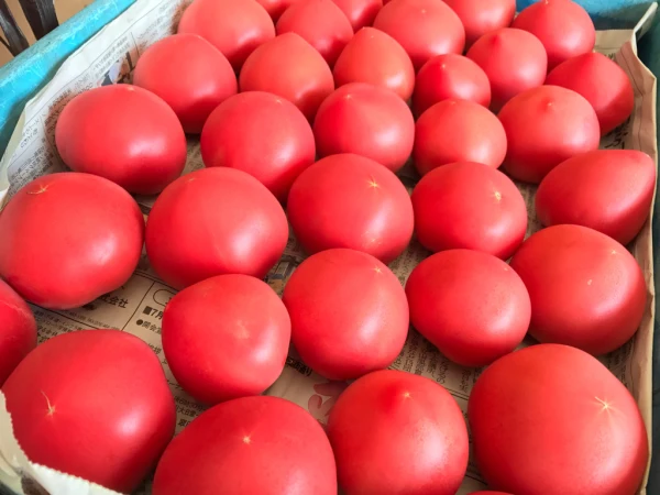 ログログ完熟トマト