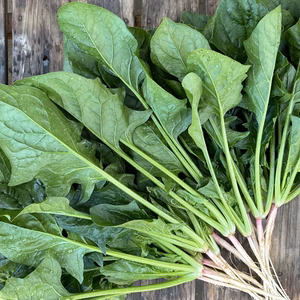 信州産｜アクがない根付きほうれん草