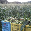 ドルチェドリーム 訳あり とうもろこし たっぷり！お得！【濃厚 甘々 人気品種】