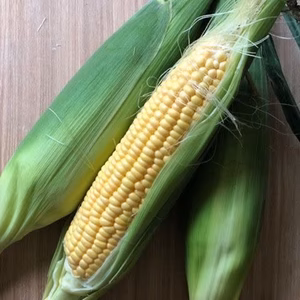 【7月限定】スイートコーンとヤングコーンのセット！秀峰・大山よりお届け！