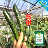 【残り43名】10％OFF(約2㎏)化学肥料なし！パリッ甘きゅうり「マジキュー」