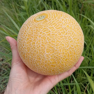 夏のご褒美♪ころたんメロン