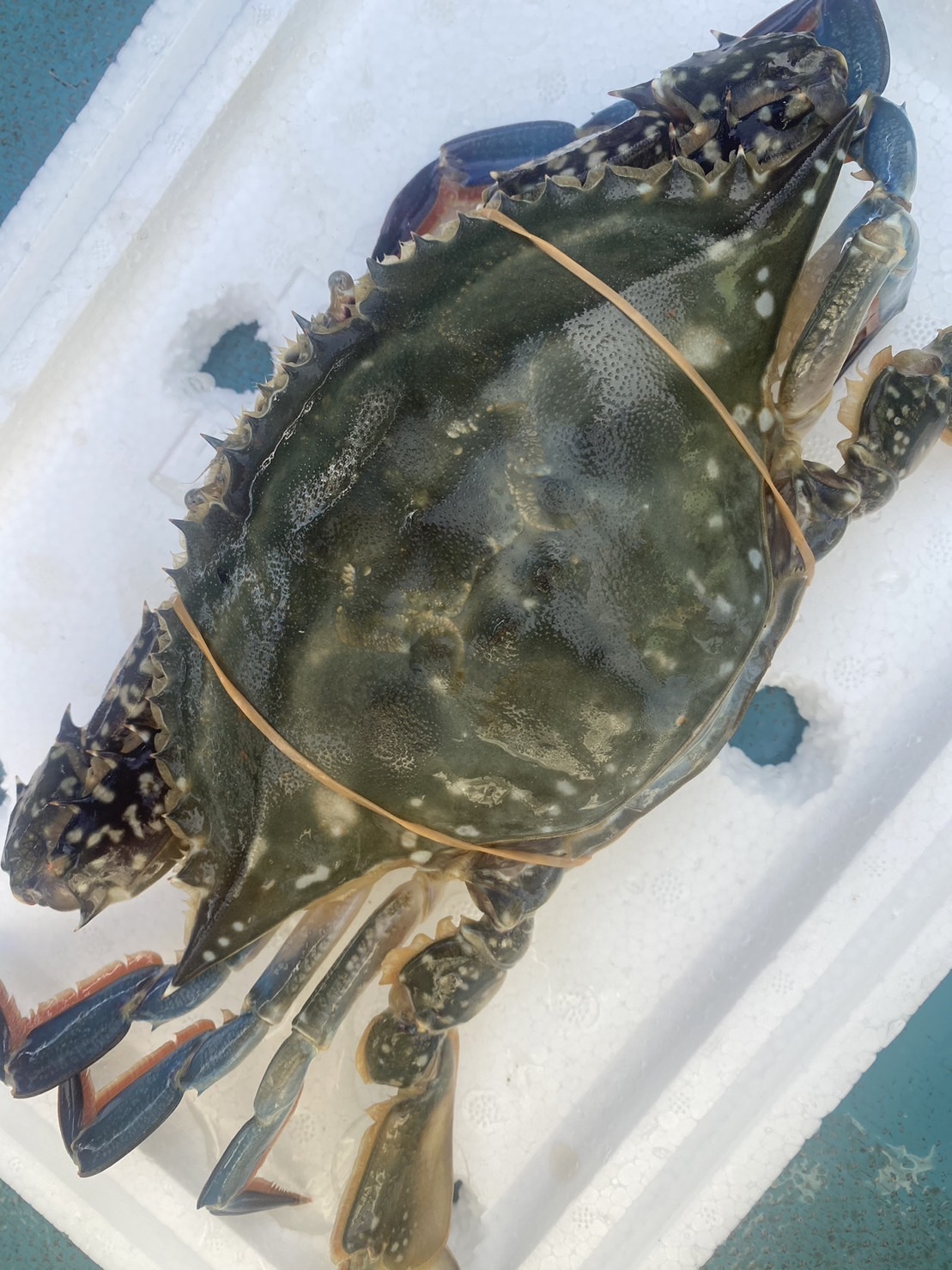 沖縄県産 活きノコギリガザミ どうまんカニ メス 約１ｋｇ - 魚介類