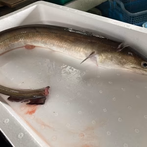 【夏季限定】瀬戸内 釣りハモ