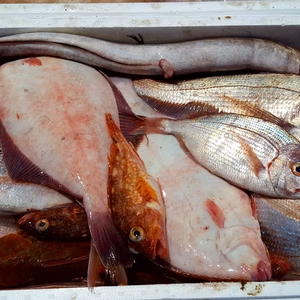 鮮魚詰めセット(大)100サイズ　※漁に出られ次第の発送