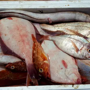 鮮魚詰めセット(大)100サイズ　※漁に出られ次第の発送