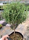 【ハーブ苗】　ローズマリー立性 大苗