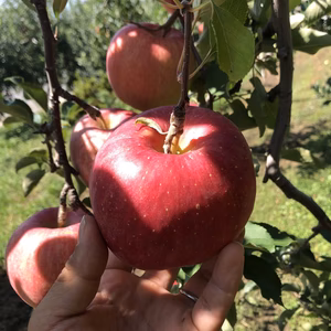 林檎【昂林】 正品