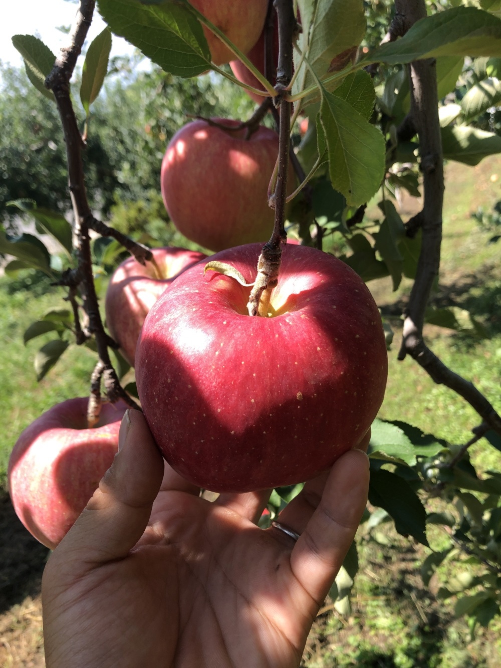 林檎 昂林 正品 農家漁師から産地直送の通販 ポケットマルシェ