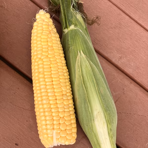 【6月から出荷予定】ミルキーシュガー ハウス栽培トウモロコシ 5〜6本入り