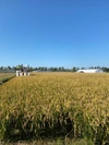 【北海道新米】ゆめぴりか玄米5キロ