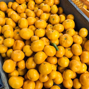 5kg   小さい!!可愛い!!味が濃い!!みかんです!!