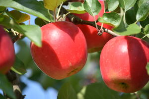 株式会社 菅野農園 菅野千秋さん 農家漁師から産地直送の通販 ポケットマルシェ