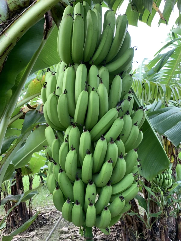 無農薬三尺バナナ 10月上旬に収穫予定