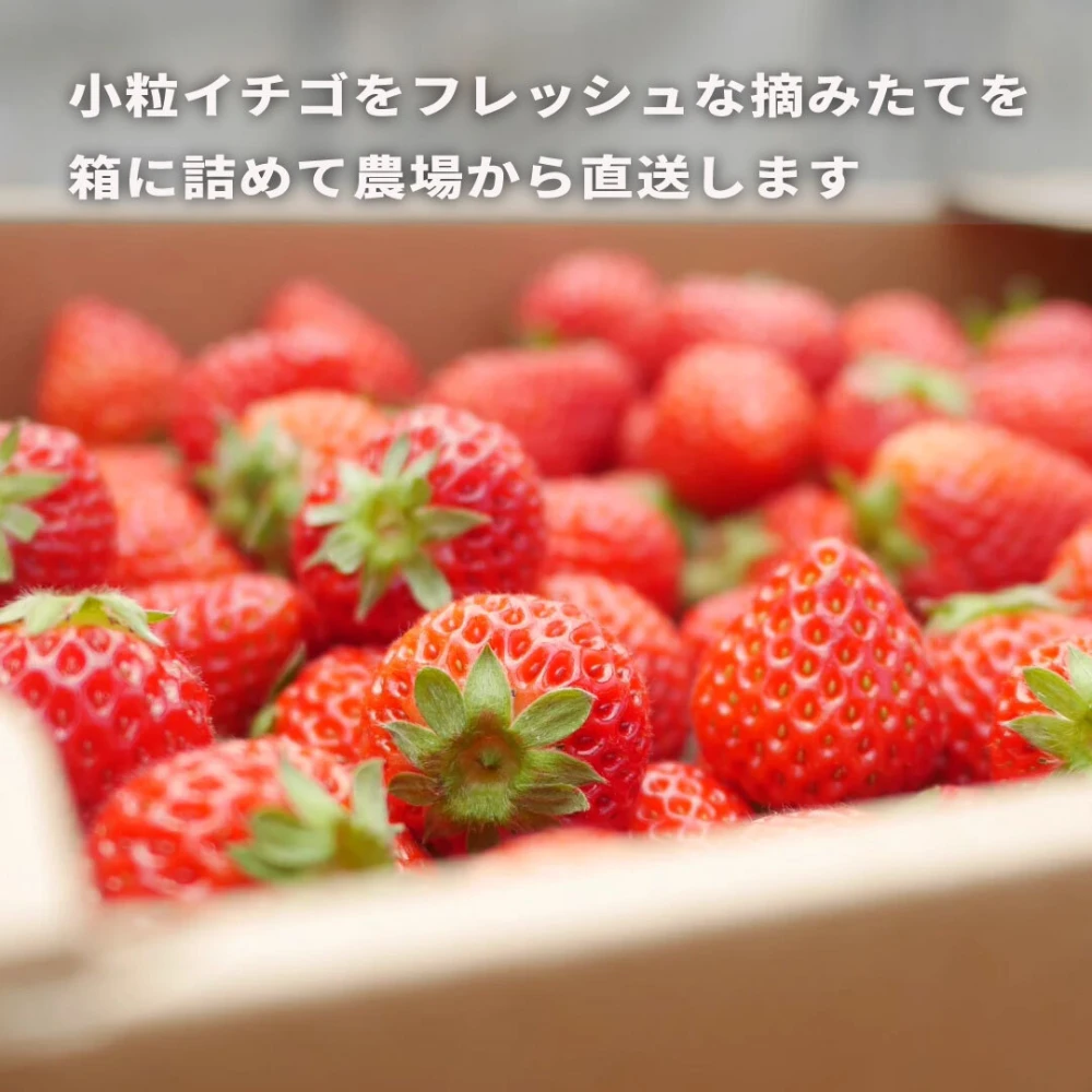 【訳あり特価品】ボリュームたっぷり！完熟小粒イチゴ 780ｇ×6箱