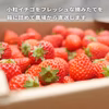 【訳あり特価品】ボリュームたっぷり！完熟小粒イチゴ 780ｇ×6箱