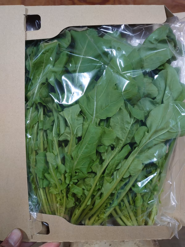 ルッコラ 有機 ネコポス