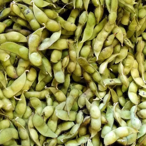 【訳あり】ちゃ豆✨不揃い・キズありだけど、甘さとコクのバランスが美味！！／枝豆