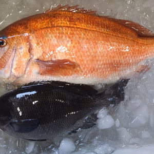 活き〆　丸のまま　日本本土最西端の海で大切に育てた真鯛とメジナ