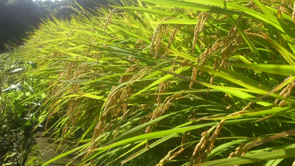 30年度産　長崎県産ヒノヒカリ10キロ（玄米）農薬不使用