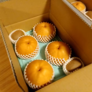 c３箱限定　自家用愛宕梨３Kg（4,5玉）完熟キウイ３L２玉