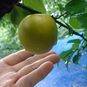 贅沢な梅6月初旬〜中旬みっちゃんの貴重な大粒南高梅5Ｌサイズ‼️