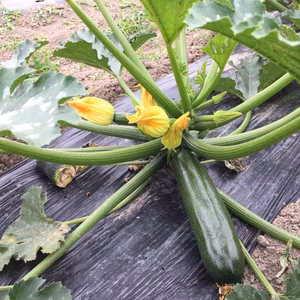 でかうまい❗️ズッキーニ❗️20cm超 シフクノグリーンバット‼️