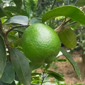 無農薬有機肥料のライム