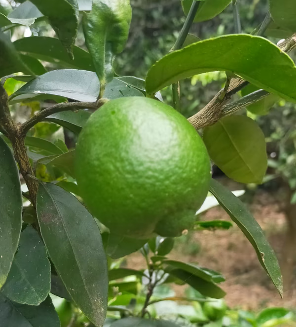 無農薬有機肥料のライム