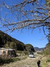 家族みんなで楽しめる「ジャーマンカモミールハーブティー』