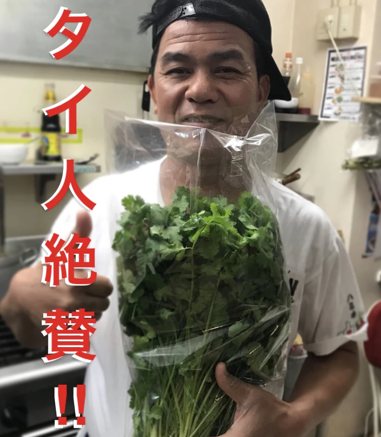 たけおパクチー【青空レストラン登場】パクチー好きのためのパクチー