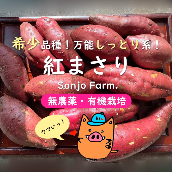 【送料無料/ギフト可】紅まさりメイン２種混合さつまいも3kg★サイズ色々セット