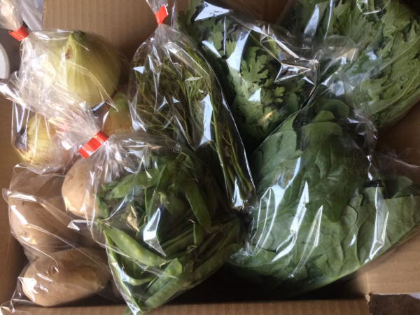 元気やさい雅　自慢の野菜詰め合わせ（オマケに梅干し付）