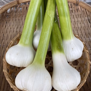 おまけ付き【低農薬】和歌山M'sファームで採れた新にんにく　1㎏・5㎏選べます。