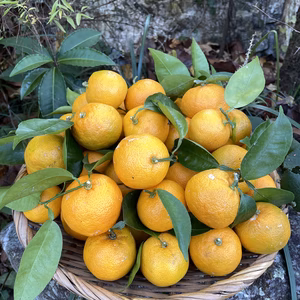 12/11本日収穫‼️【木熟すだち54個】約2.6kg‼️農薬・化学肥料不使用