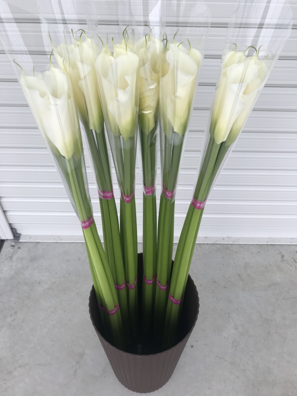 最高等級 カラー ウェディングマーチ Mサイズ 75cm 高級品を産直で 農家漁師から産地直送の通販 ポケットマルシェ