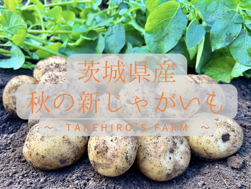 ナッツ 長崎黄金 25kg ナッツ 長崎黄金 25kg 06200927_6490f28155790.jpg