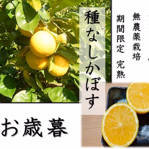 【季節限定　完熟 種なしカボス】ギフト用種なしかぼす 農薬不使用（無農薬)