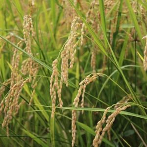 農薬・化学肥料・除草剤不使用　天日干し玄米(あきたこまち)