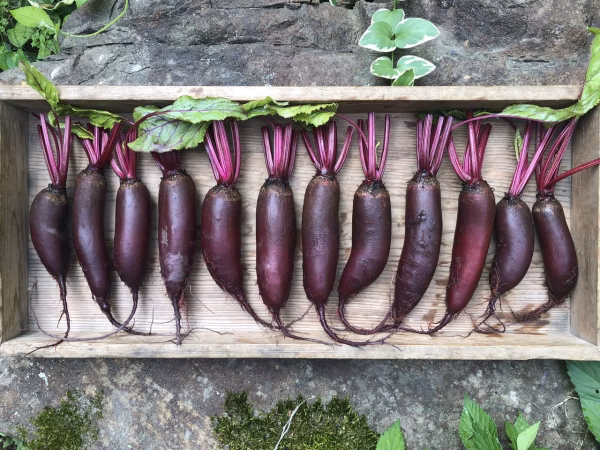 ビーツで輸血！？ 