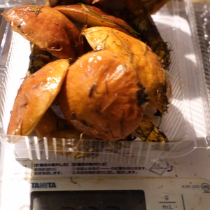 北海道ニセコ産◆絶品◆落葉きのこ(ハナイグチ)