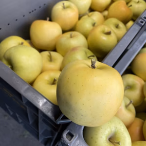 ふじと王林から生まれたコクある味わい　木村農園　謹製　トキ