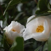 瀬戸の花はちみつ「百花」　小瓶 