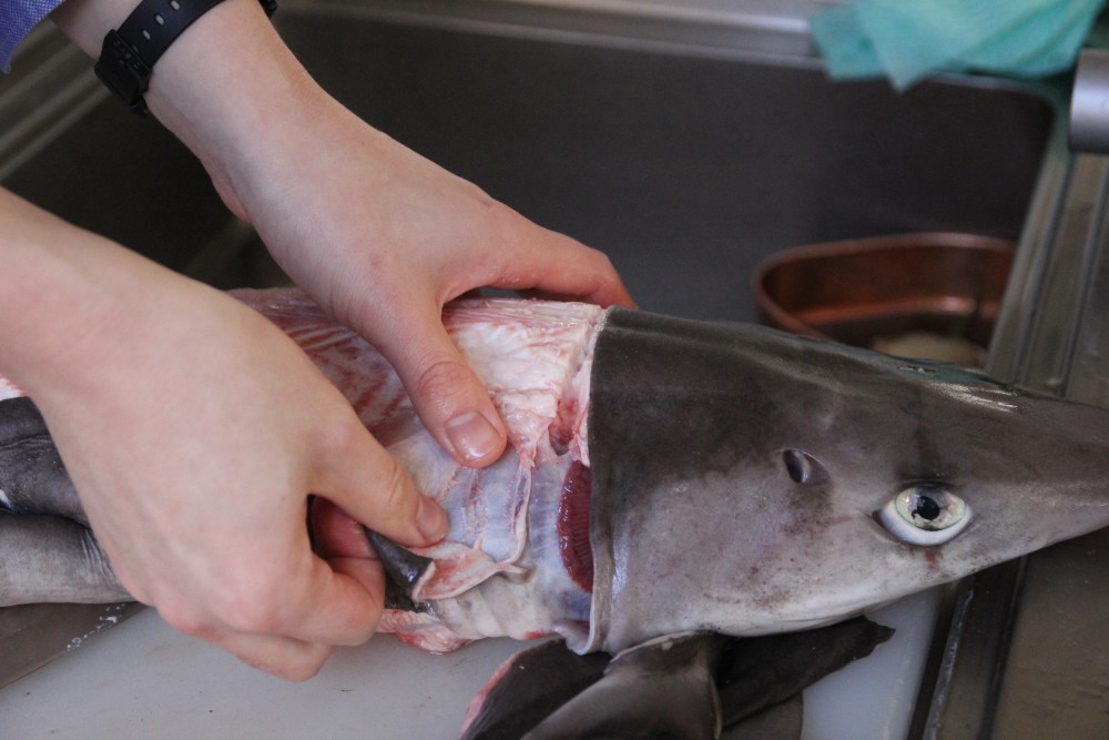 サメの刺身はトロに匹敵 は本当 漁師直送のサメをプロが本気で料理してみた 農家漁師から産地直送の通販 ポケットマルシェ