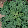 ケール（カーリータイプ）ワイルドキッチン フリルが可愛い！【静岡県磐田市産】