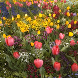 よっしー姉さん