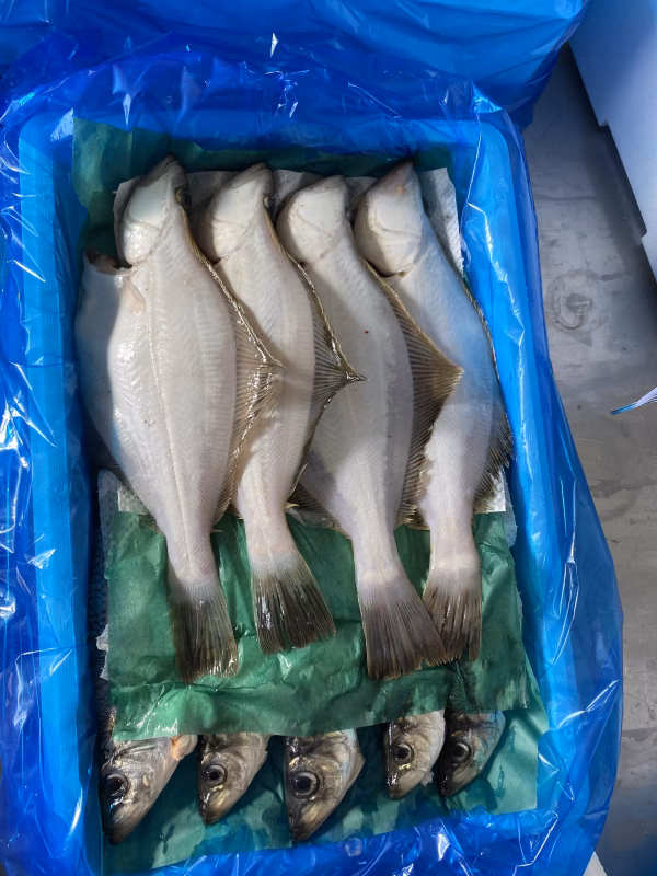 水揚げ‼️活〆宗八カレイ&神経〆ニシン‼️