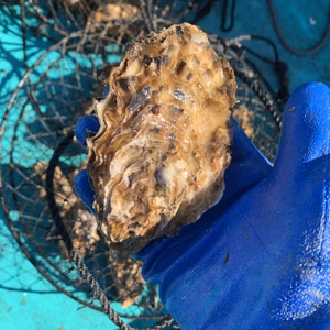 自粛期間を楽しくしよう！横須賀産 養殖 牡蠣 カキ