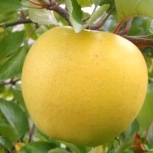 シナノゴールド5㎏