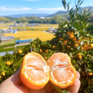 そろそろ最終【1箱5キロ】みかん１ヶ月のみの期間限定！！